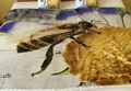 tagesdecke klein